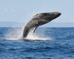 humpback-whale-breach-maui-hawaii-stevescottphotography-article(1)