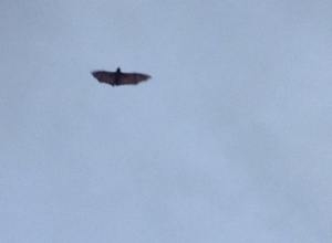 10426642_10153056536420358_9093730173887311816_n