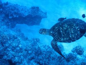 11020996_10153005461620358_4541179286558662262_n