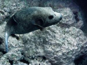 11045460_10153056534775358_5195868884240137013_n