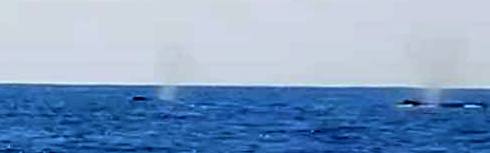 14292_10153074580290358_3387098051712285310_n-001